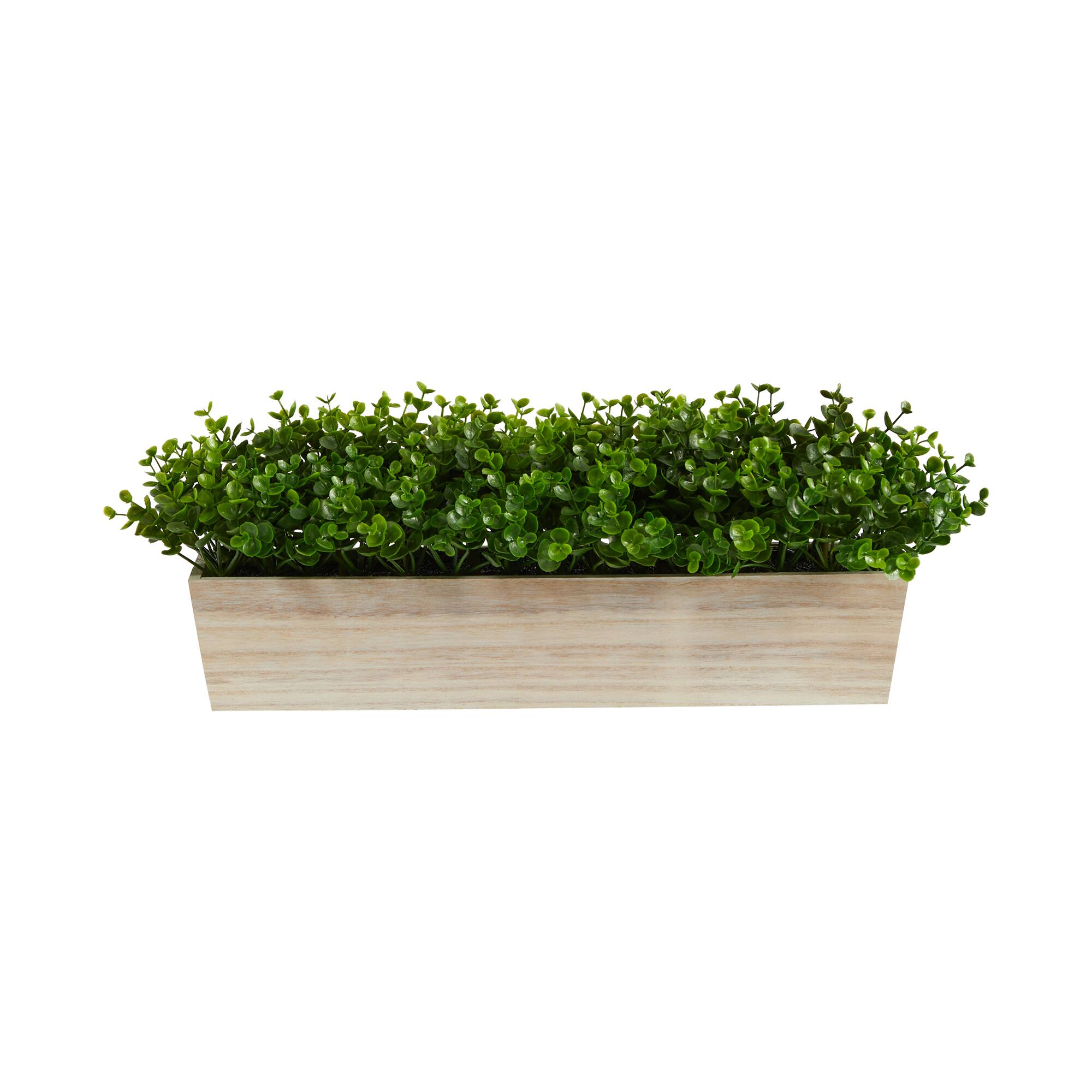 8" Eucalyptus in Decorative Planter